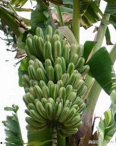 大香蕉国产成人,揭秘国内成人影视产业的崛起与挑战 第3张 大香蕉国产成人,揭秘国内成人影视产业的崛起与挑战 第3张