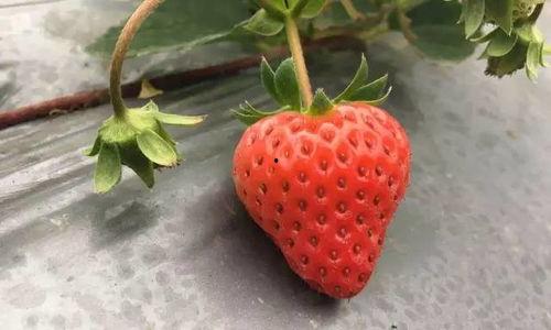 国产草莓在线 第2张 国产草莓在线 第2张