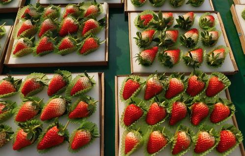 国产草莓在线 第3张 国产草莓在线 第3张